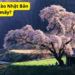 Mùa hoa anh đào Nhật Bản tháng mấy?