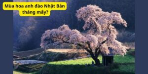 Mùa hoa anh đào Nhật Bản tháng mấy?