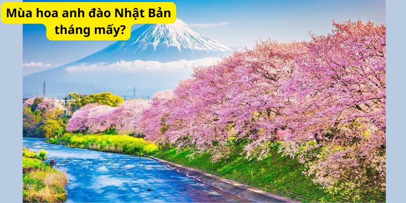 Mùa hoa anh đào Nhật Bản tháng mấy?